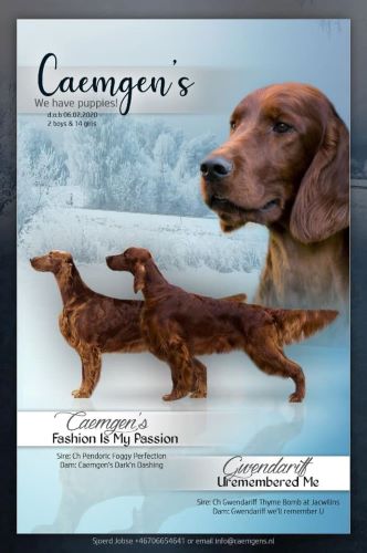 irish setter kennels